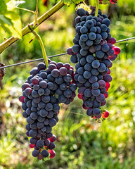 Oregon Pinot Grapes 