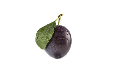 wet plum on white background