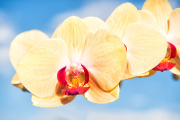 Fototapeta na wymiar orchid yellow flower