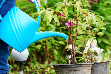 Handling plants with watering can outdoor