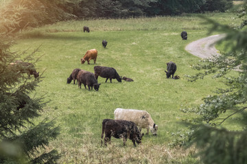 Rinder auf der Weide