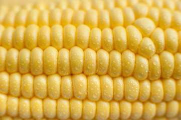 Sweet corn background.