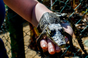 Mini Krokodil
