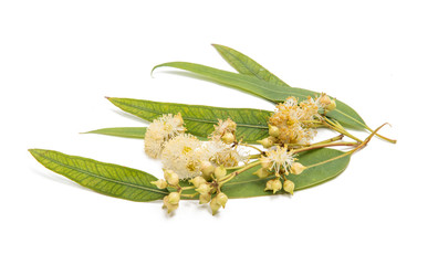 Gum leaves and blossoms