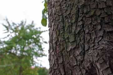 Tree bark against the sky