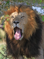 Male Lion in the bush yawning with mouth wide open