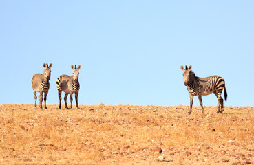 Three Common Zebras standing on the brow of a hill with a nice blue clear sky in Palmwag,  Namibia