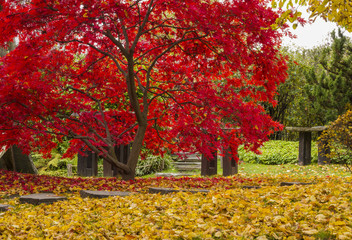 The bright colors of autumn trees. Autumn landscape.