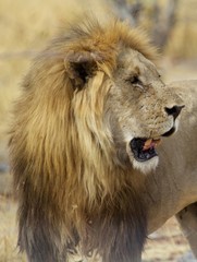 Side profile of a male lion with mouth open