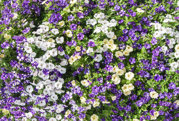 Floral carpet of multi colored pansies