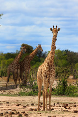 Giraffe looking directly into camera with more giraffes in the background