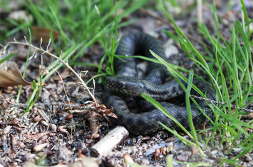  a small poisonous snake hid in the green grass