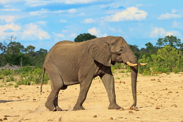 Fototapeta na wymiar African elephant with a vivid blue cloudy sky in Hwange