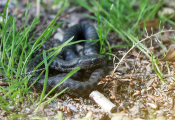  A small, poisonous snake hid in the green grass