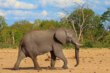 Fototapeta na wymiar African elephant walking through the bush with a blue cloudy sky