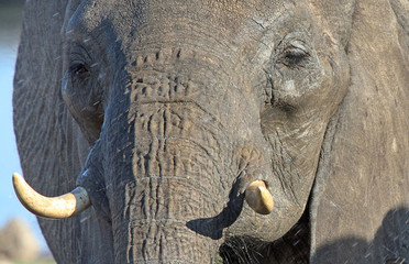 Full frame close up of an african elephant eyes and tusk in Hwange, Zimbabwe