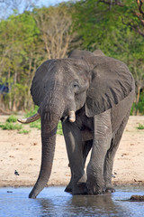 Fototapeta premium portrait of a solitary elephant drinking from camp waterhole in Makololo, Zimbabwe