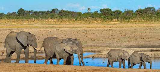A vibrant waterhole in Hwange, with a family of elephants in a line ranging from big to baby -...