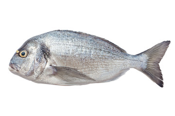 dorado fish, clipping path, isolated on white background