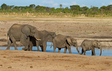 Lndscape of a large herd of elephants surrounding a waterhole in Hwange
