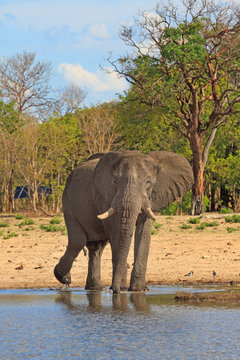 Portrait of an elephant standing in front of a waterhole in Makololo, zIMBABWE