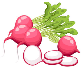 Radishes - illustration of radishes isolated on white background Flat Design Style Fresh cartoon different vegetable Web site page and mobile app design
