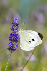 Soft focus butterfly and flower with blurry background