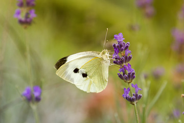 White Butterfly on Lavender (lavendula)