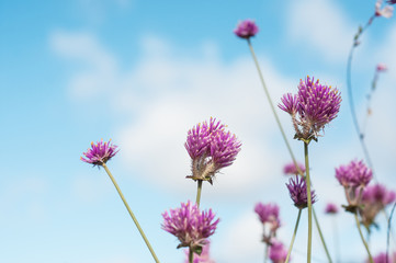 fleurs de ciboulette dans un jardin public