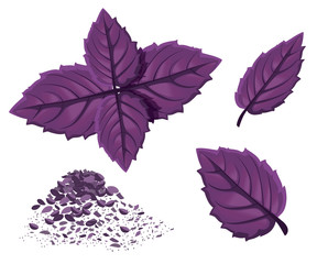 Green basil. Vector isolated spice herb leaves icon. Vector emblem of green basil herb for design element in culinary, cooking ingredient, package decoration, sticker, label.