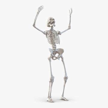 Human Female Skeleton on white. 3D illustration