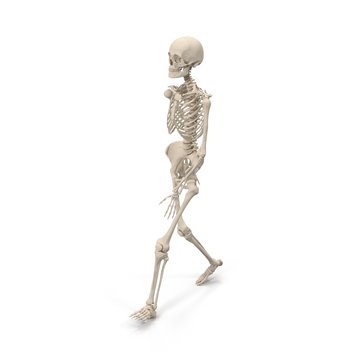 medical accurate female skeleton walking pose on white. 3D illustration