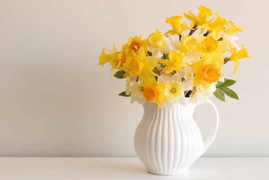 Close up of varied yellow daffodils in white jug on table against neutral wall background