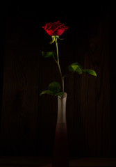 Red rose in a vase in the dark