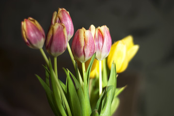 delicate tulips