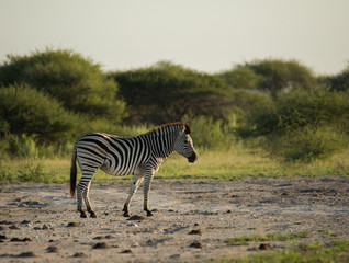 Fototapeta na wymiar Zebra profile whole body for a walk