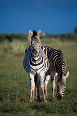 Two Zebras Portrait 