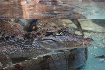 reptile