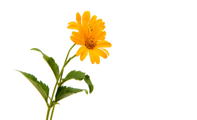 Obraz premium Yellow flower isolated