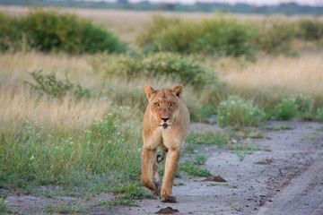 Sunrise Lioness returning from Successful Hunt