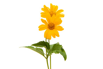 Yellow flower isolated