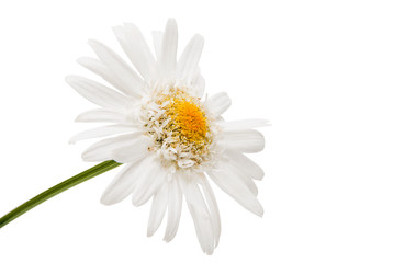 Obraz premium chamomile flower isolated
