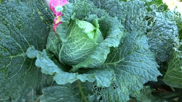 Ernte im Hausgarten, Wirsing, Wirsingkohl, Urban gardening, Selbstversorgung, 