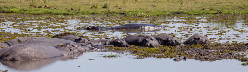 Naklejka na ściany i meble Hippos in water at blackwater pools africa