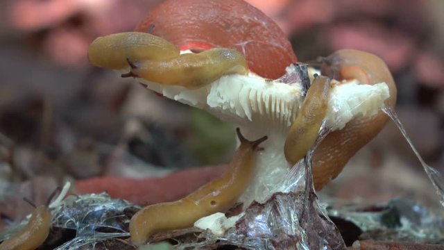 Nacktschnecken fressen Pilz, Rote Wegschnecke, Arion rufus