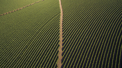 Aerial view coffee plantation in Minas Gerais state - Brazil