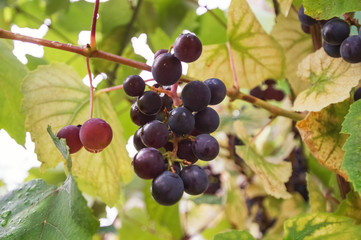 Weintrauben an einer Rebe