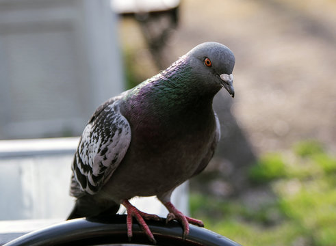 portrait pigeon sits and looks