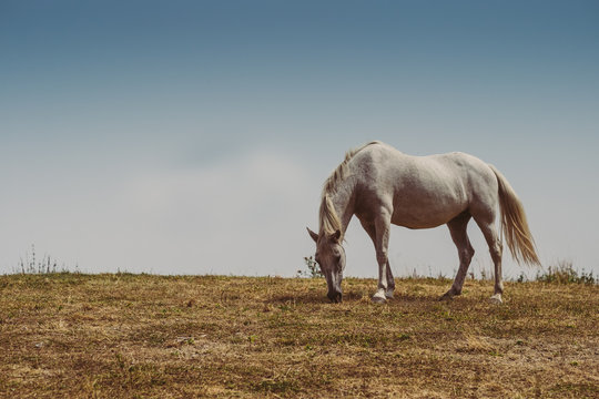 Cavallo al pascolo in montagna