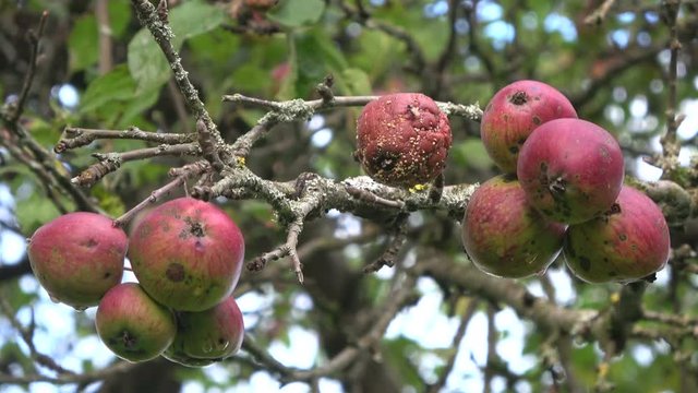 Reife &Auml;pfel auf Apfelbaum, Streuobstwiese, Naturbiotop am Untermain, Spessart